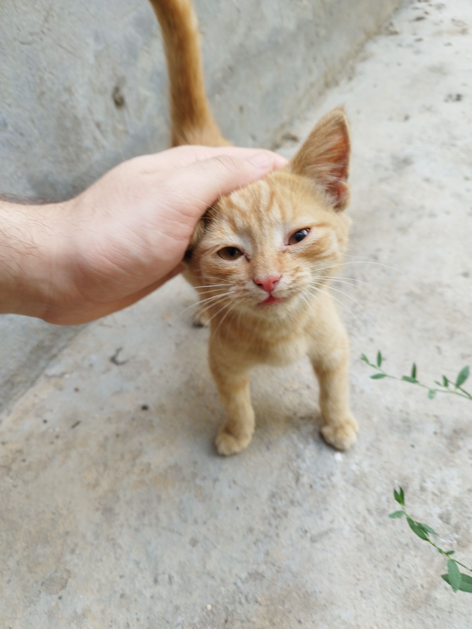 котенок в добрые руки