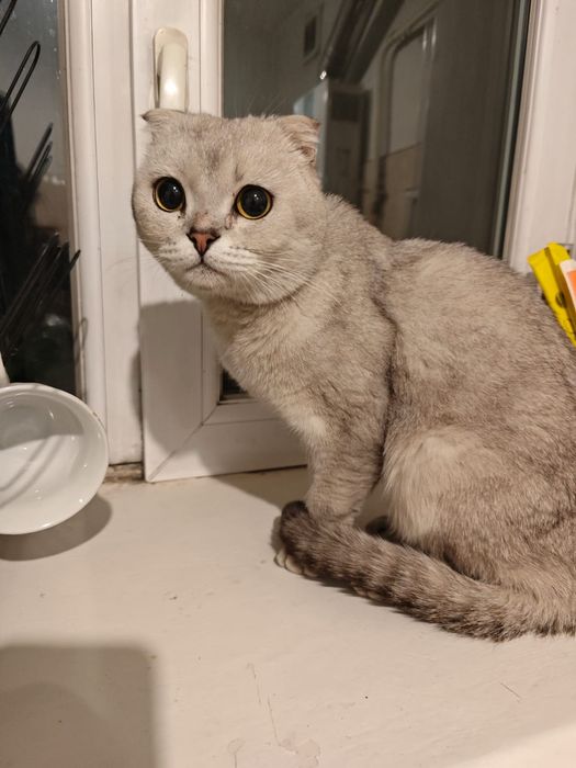 Британский Вислоухий ищет новый дом