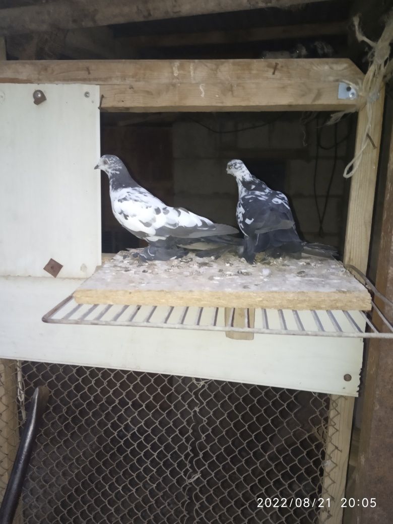 Продам голубей двухчуб