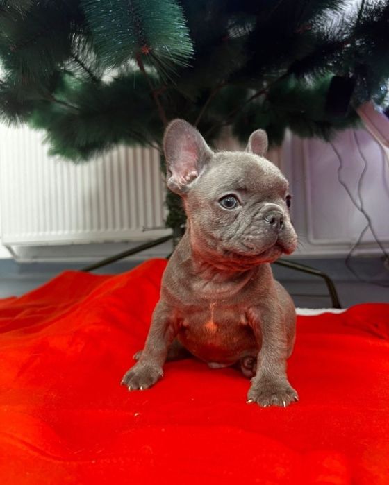 Bulldog francez femela blue