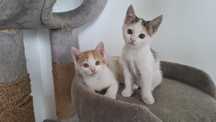 Отдам в добрые руки котят