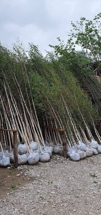 Vând copaci ornamentali foioase Mesteacăn, teii, platani