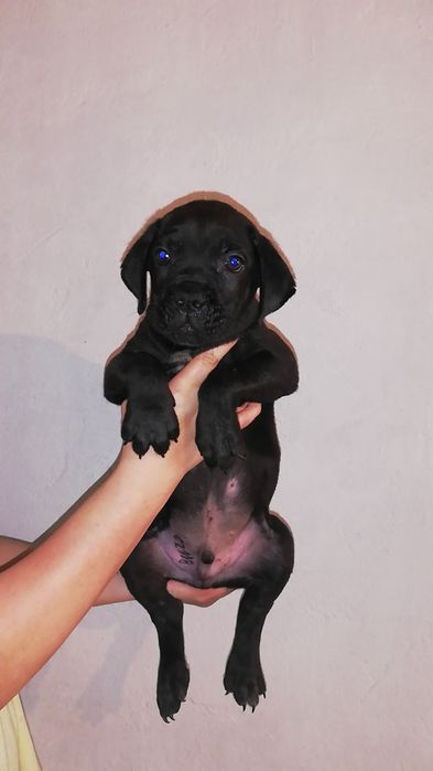 Продам щенков Кане-корсо