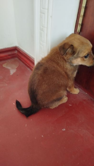 Choponi it bolachasi asaall