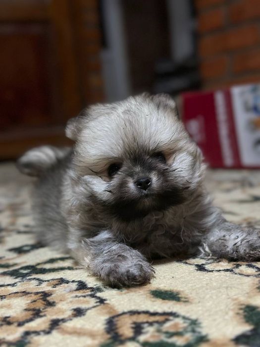 Продаются щенки померанского шпица