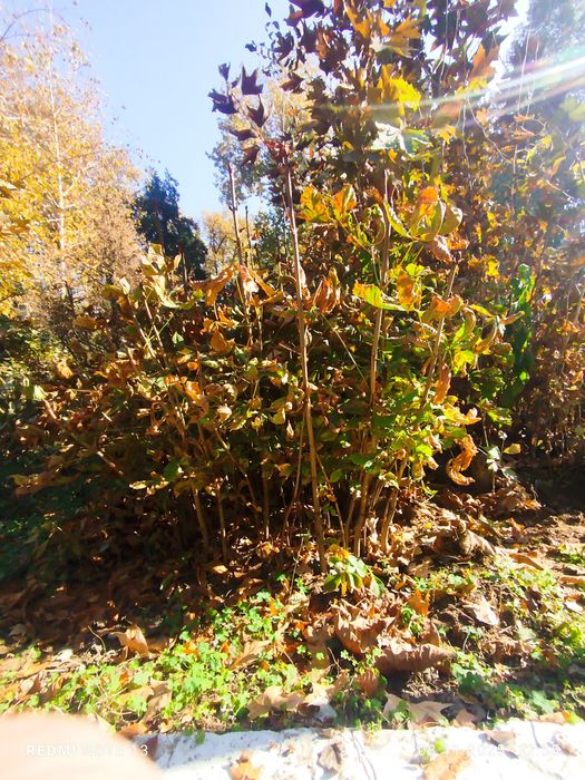 Kashtan koʻchatlari