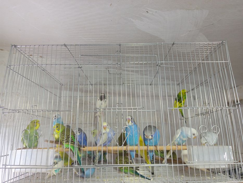 Продаются волнистые попугаи