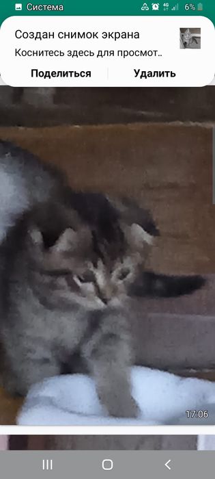 Веслоухи  три мальчика и девочку