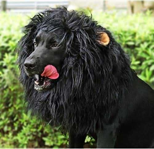 Хелоуин костюм за куче
