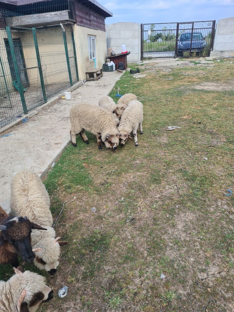 Vând miei , sunt 8 miele , 2 berbeci