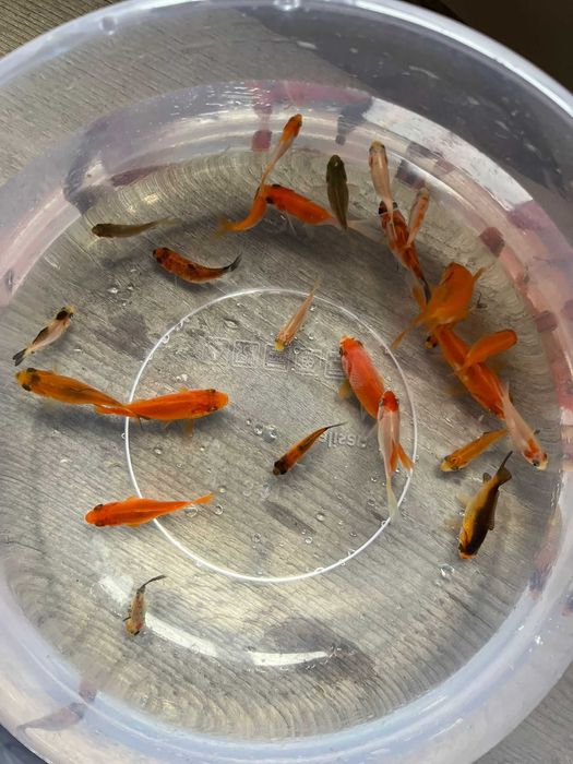 Vand Pești Iaz / Acvariu - Carasi aurii/Colorati