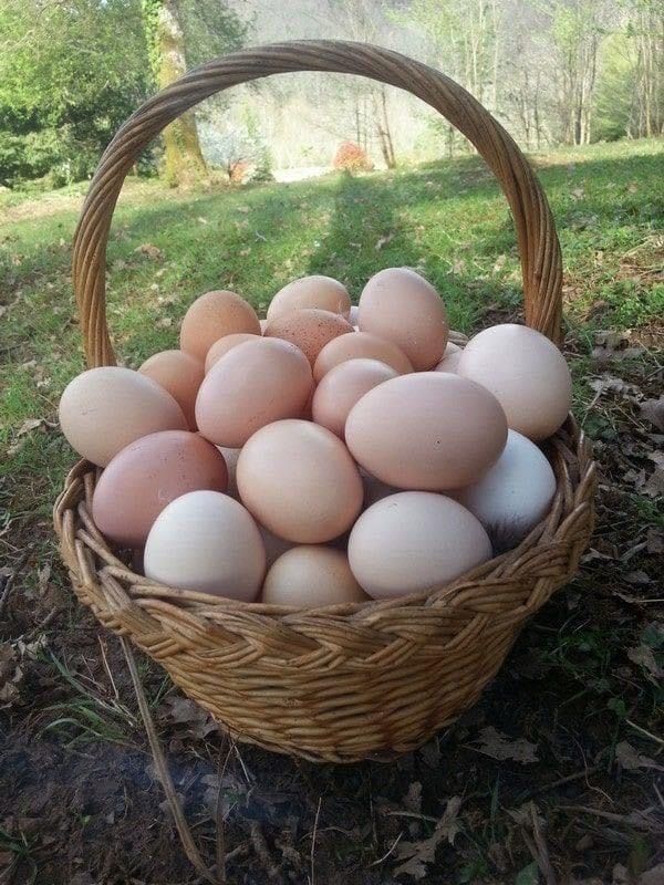Домашние яйца 2500