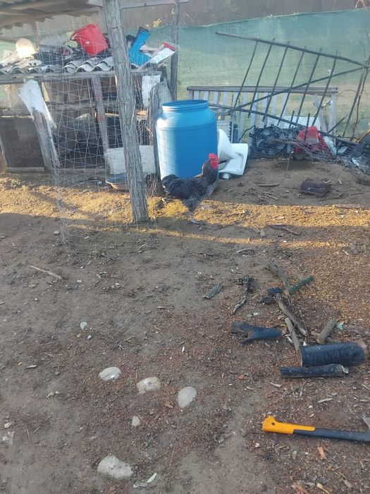 Vând doi cocosi de țară