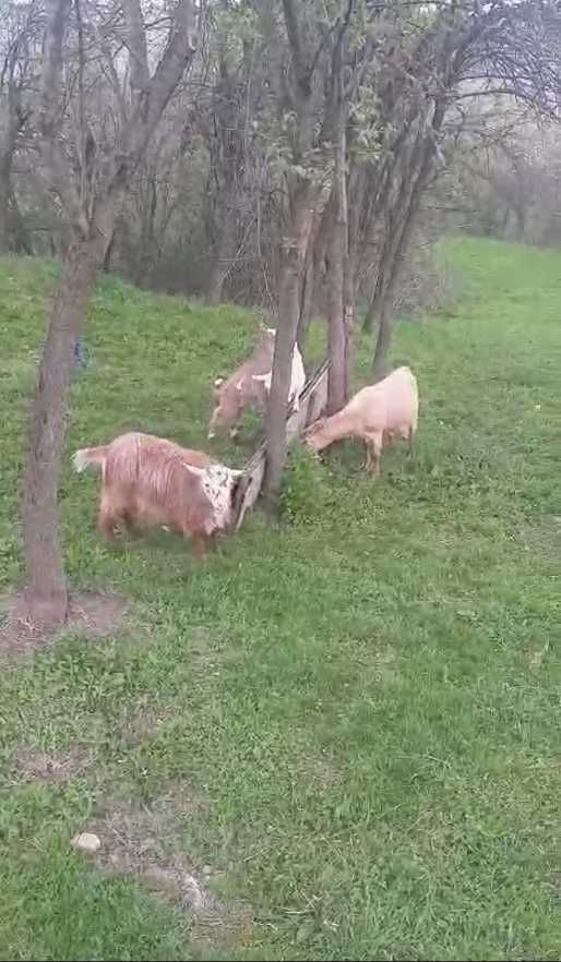 Vand 2 capre si 2 iezi, pret 1500 lei.