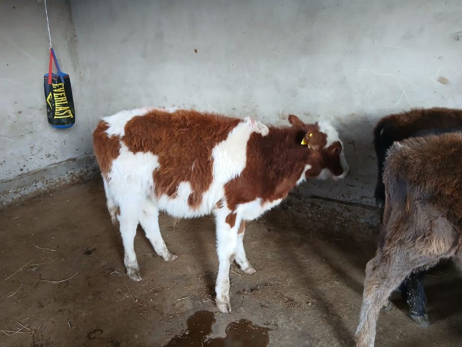 Продается бычки все хорошие. 7 голов.