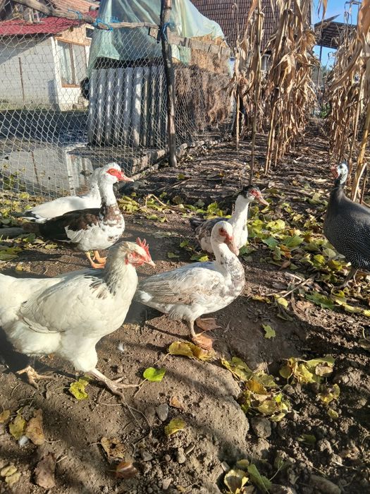 Rate mute de vanzare