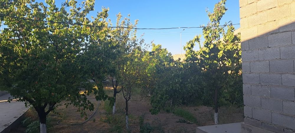 Түркістан да уй саталады