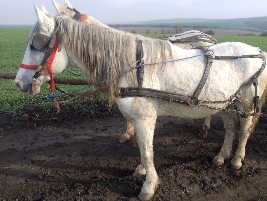 Cai de vânzare forte buni cal 9 ani iapă 13 ani