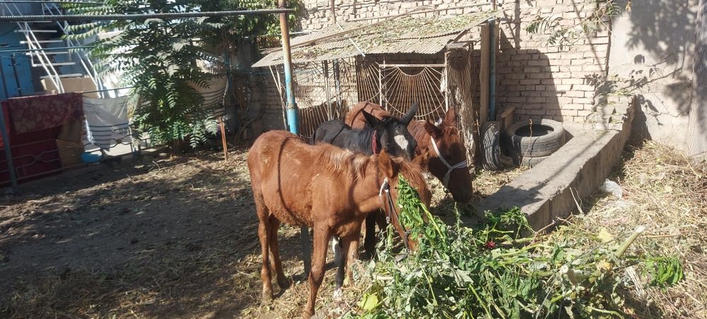 От той эркак 2 та ургочи 1 та