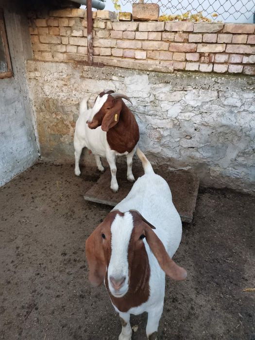 Продавам заплодени кози