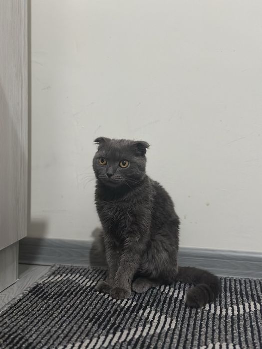 Mushuk sotiladi parodali mushuk