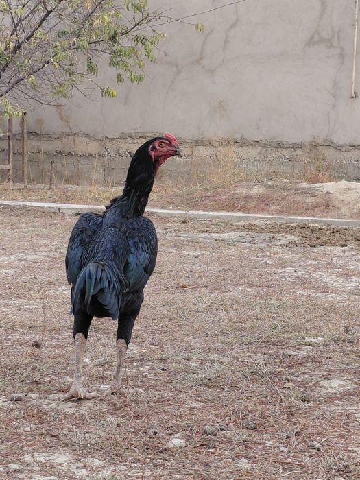 Апрельский дакан