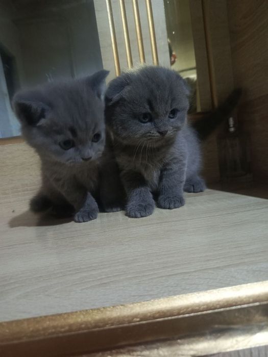 Шотландский фолд девичка и мальчик