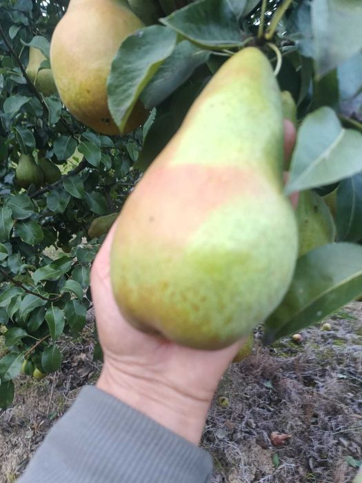 Vand Mere si Pere