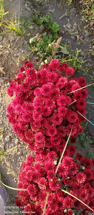 Гул Хризантема глобус гулари