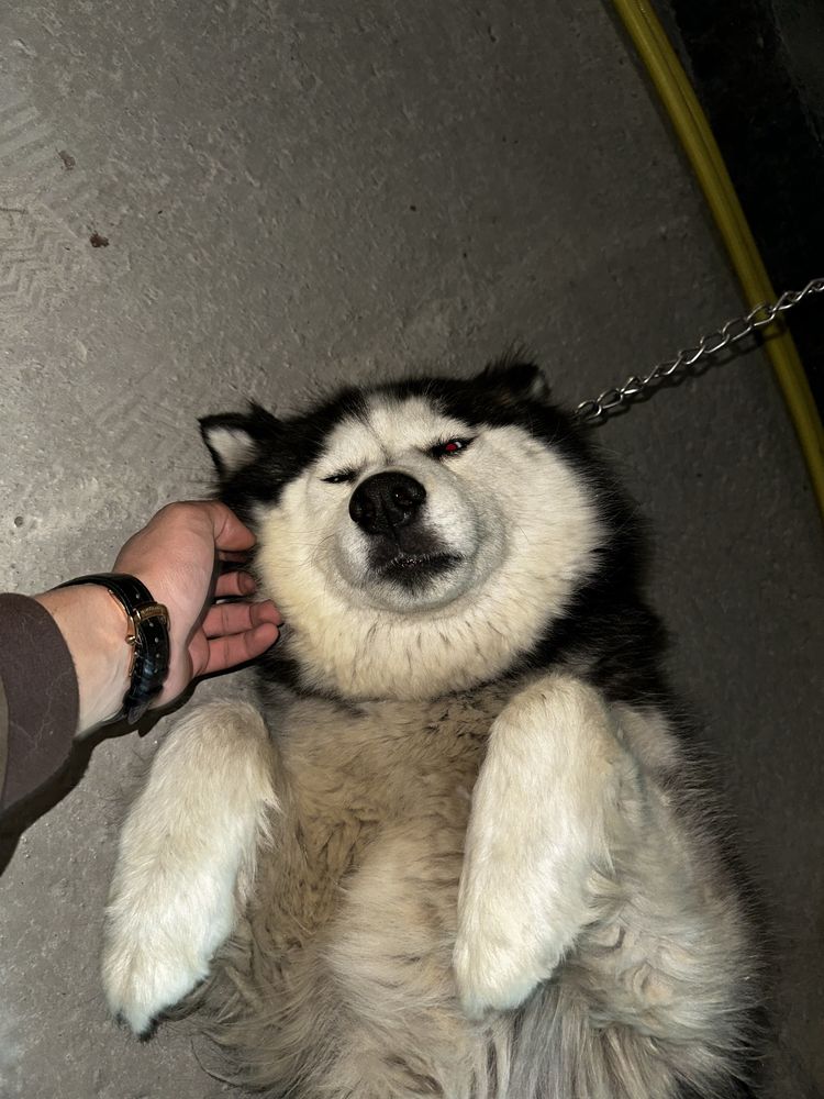 собака сибирский хаски