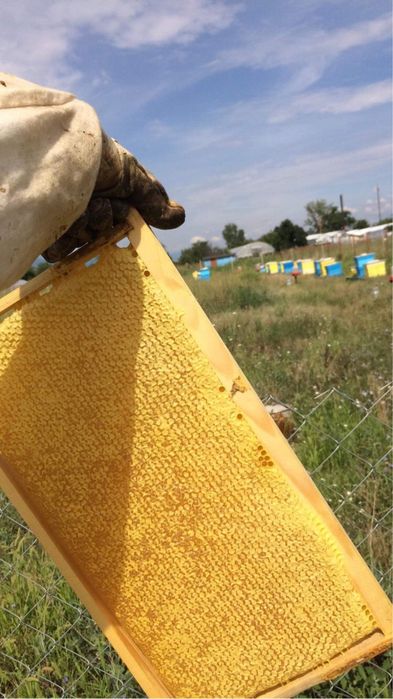 Натурален пчелен мед от производител!