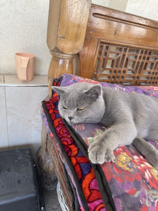 Продам своего кота