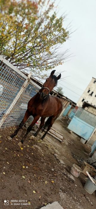 Дөнен сатылады .