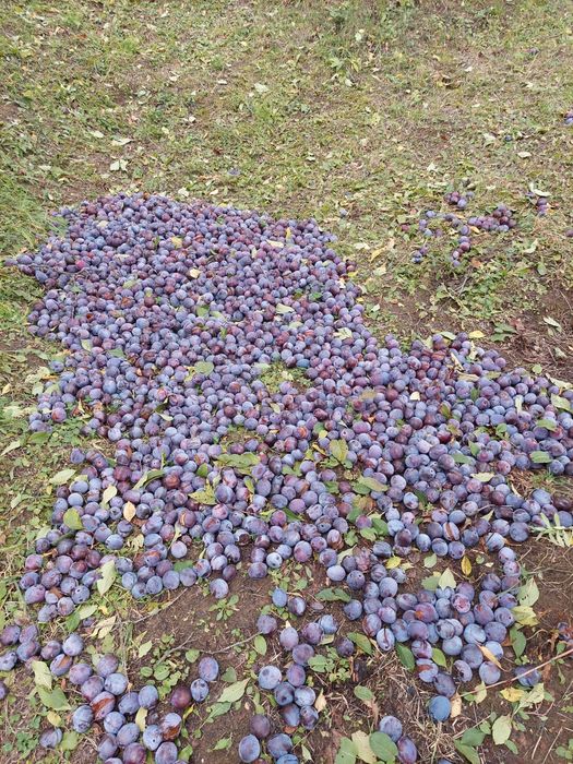 Prune tuica din soiul anaspet
