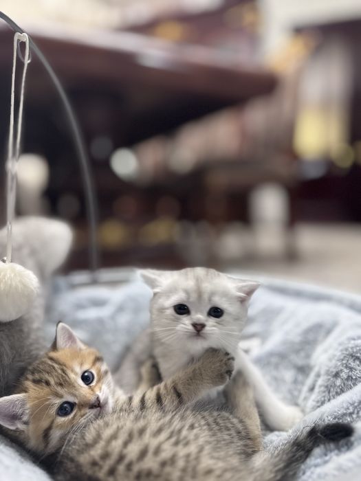 Котёнки  шиншилы