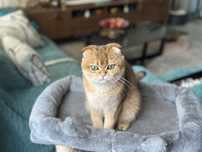 Scottish Fold Golden
