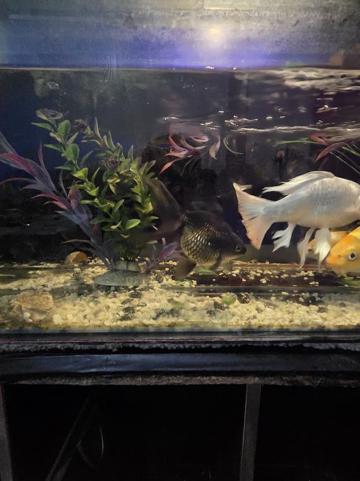 Balqlar sotladi srochna 150 mingdan