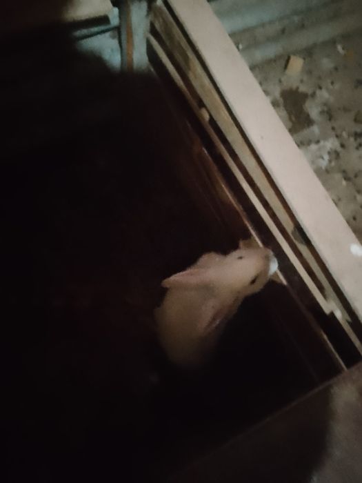 Quyon sotiladi arzon