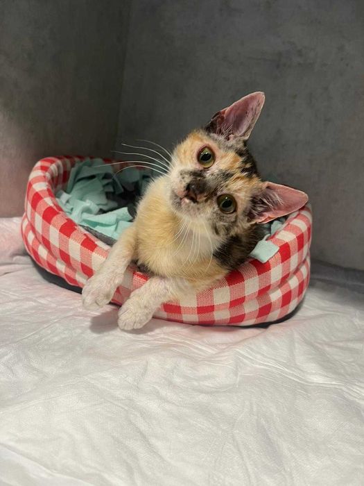 Pisicuta adoptie Iasi