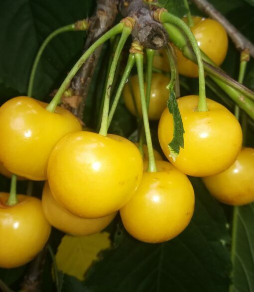 Cires Galben Donissen