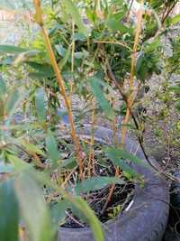 bambus galben creste la 4metri
