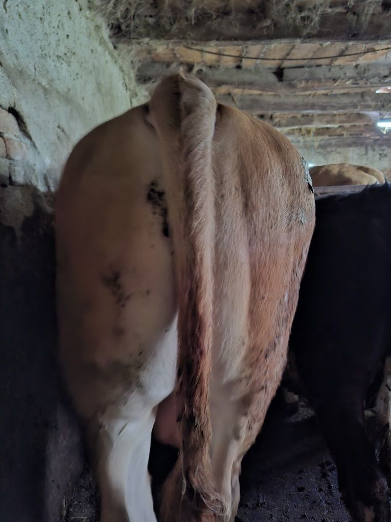 Viței de boxă și două juninci Bălțată Românească