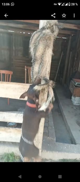 Продается коричневый ягдтерьр