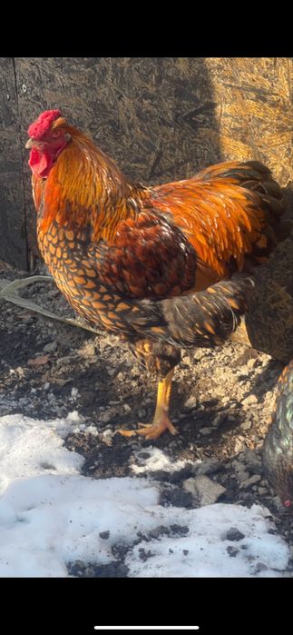 Cocosi wyandotte gsg