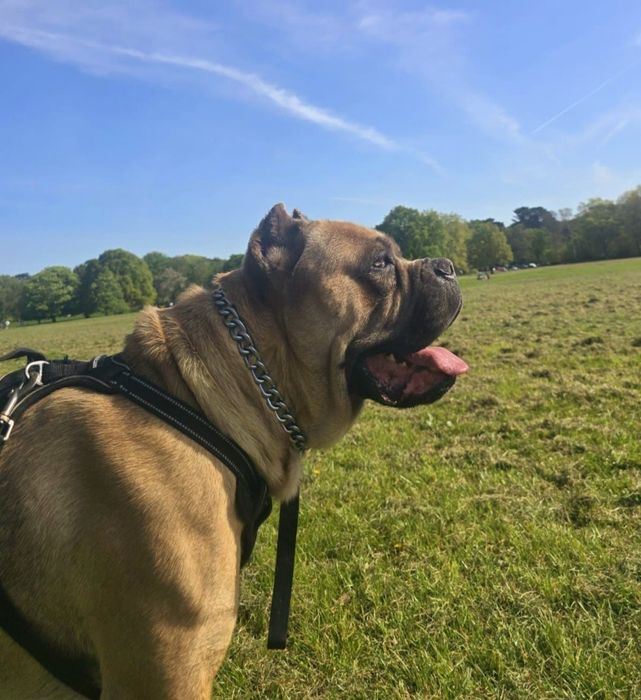 Mascul Cane Corso Formentino cu pedigree FCI, 1 an, dresat