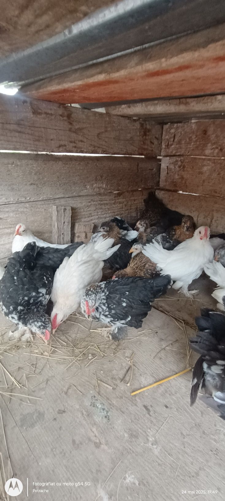 De vânzare pui de găinușe pitice