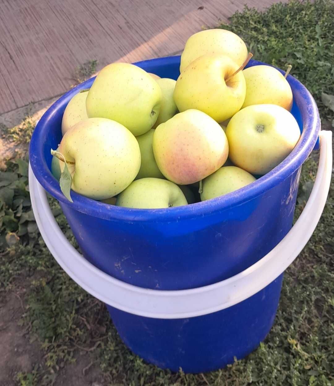 Продам яблоки сладкие с дерева