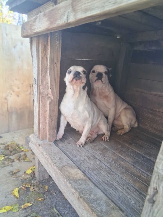 Френски Булдок 2