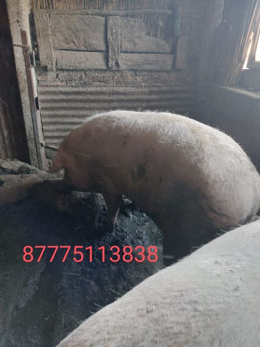 Продам кабана рабочий в жаркенте пишите на Ватсап