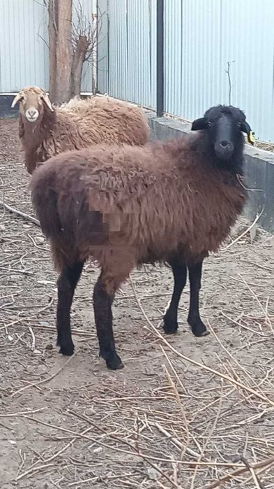 Жақсы күйлі қойлар сатылады